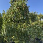 Jujuba - Čínska datľa (Ziziphus jujuba) - výška 200-250 cm, obvod kmeňa 6/8 cm, kont. C10L - NA KMIENKU